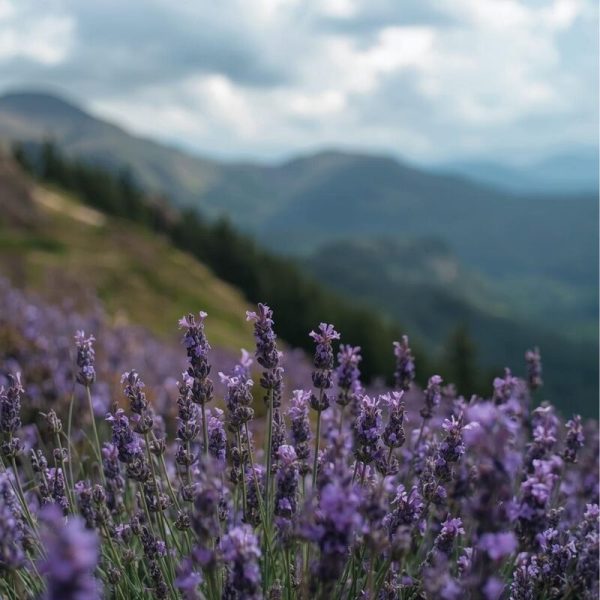 highland-lavender-800 Highland Lavender geurlijn met lavendel – The Highland Soap Company