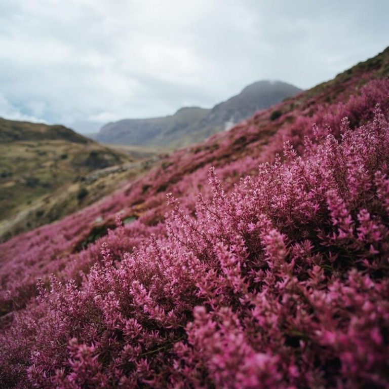 Wild Nettle & Heather geurlijn met brandnetel en heide – The Highland Soap Company
