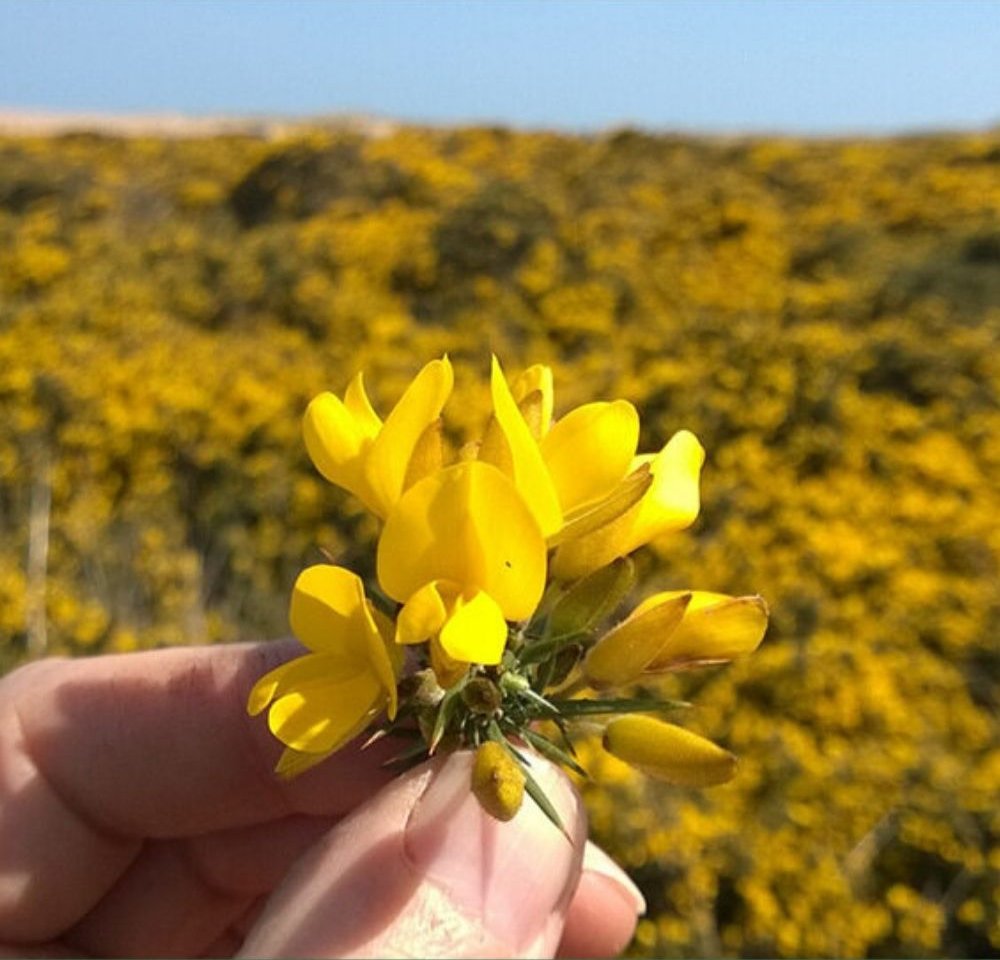 Een takje bloeiende gaspeldoorn in de hand, met een veld vol gele bloemen erachter