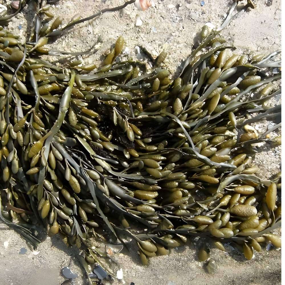 Knotswier met luchtblaasjes op het strand