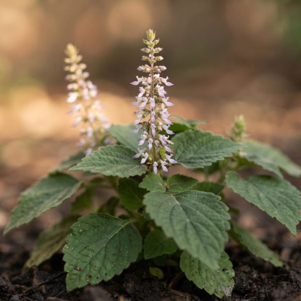 Patchouliplant die buiten in de grond groeit