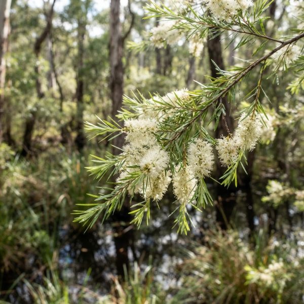 Tak van de Australische theeboom