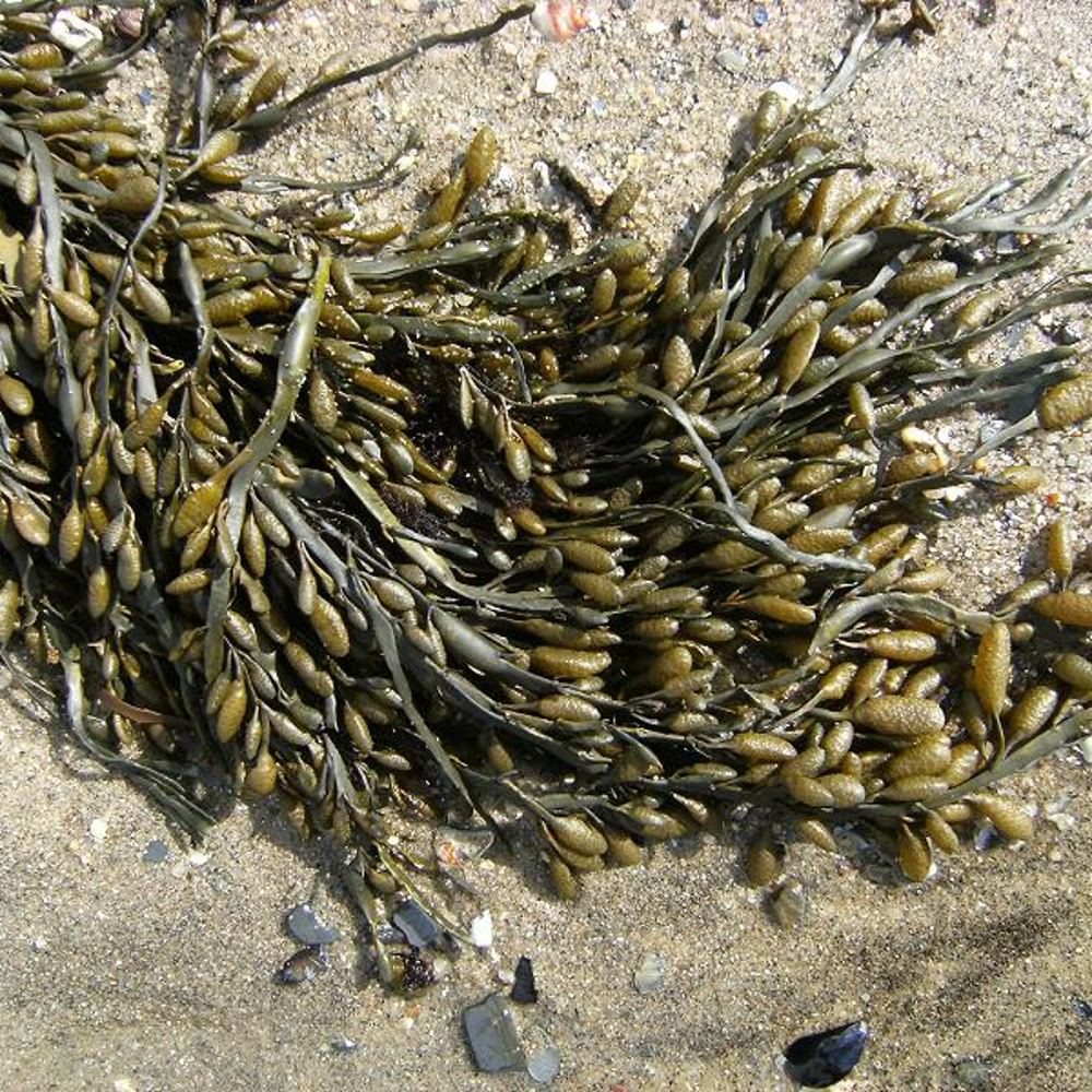 Zeewier op het strand